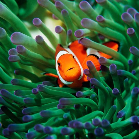 12 Cutest Fish to Consider Adding to Your Home .